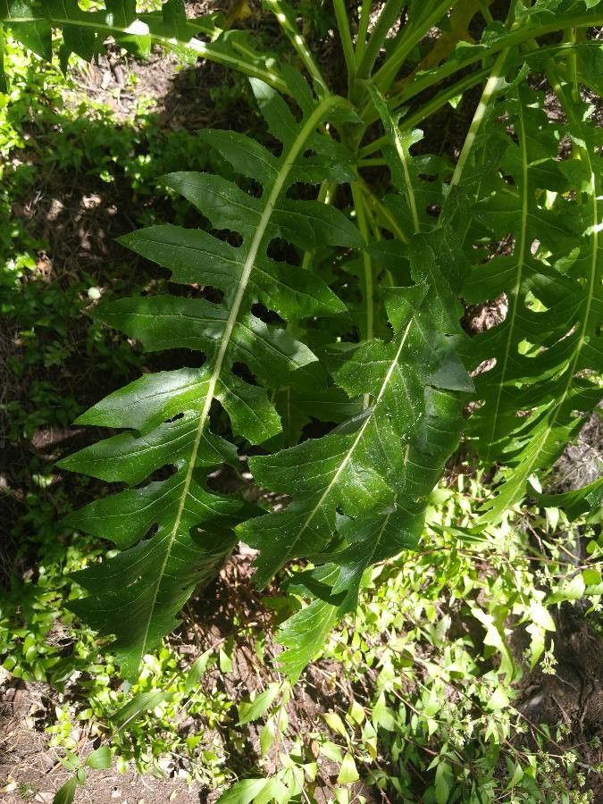 Sonchus acaulis leaf