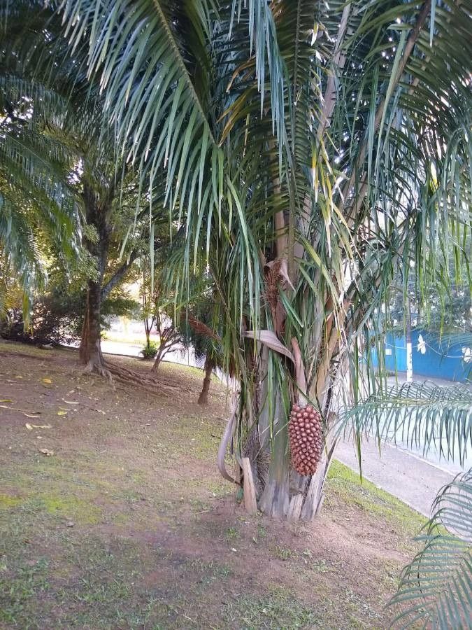 Attalea phalerata habit