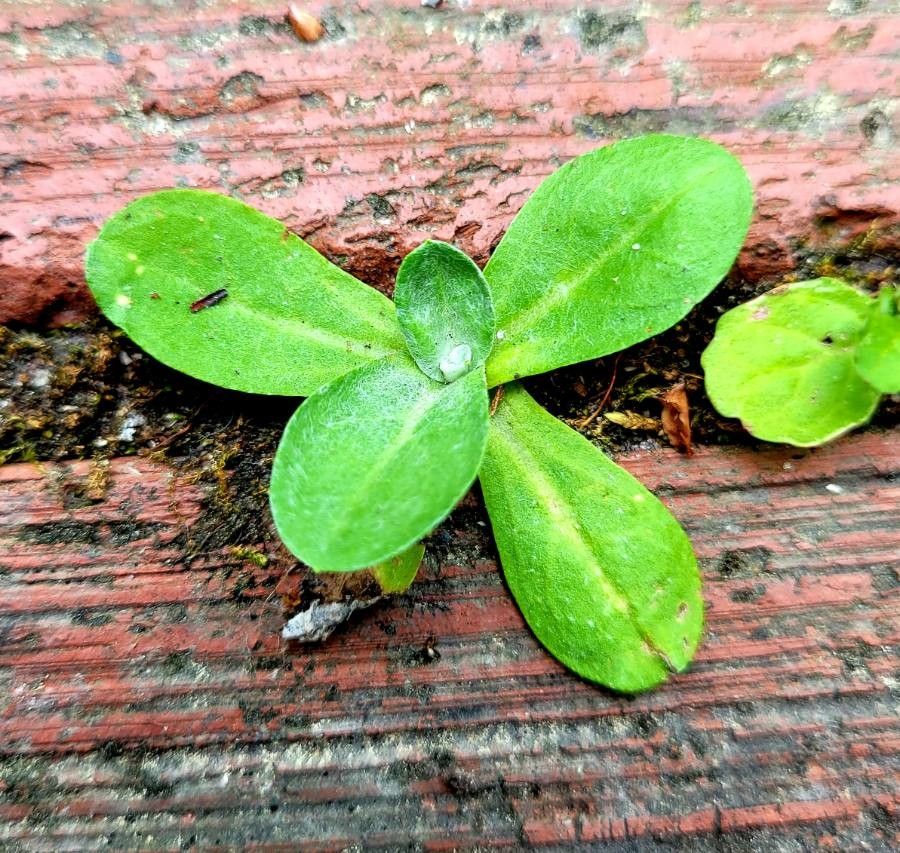 Gnaphalium coarctatum — search result for 'Uruguay'