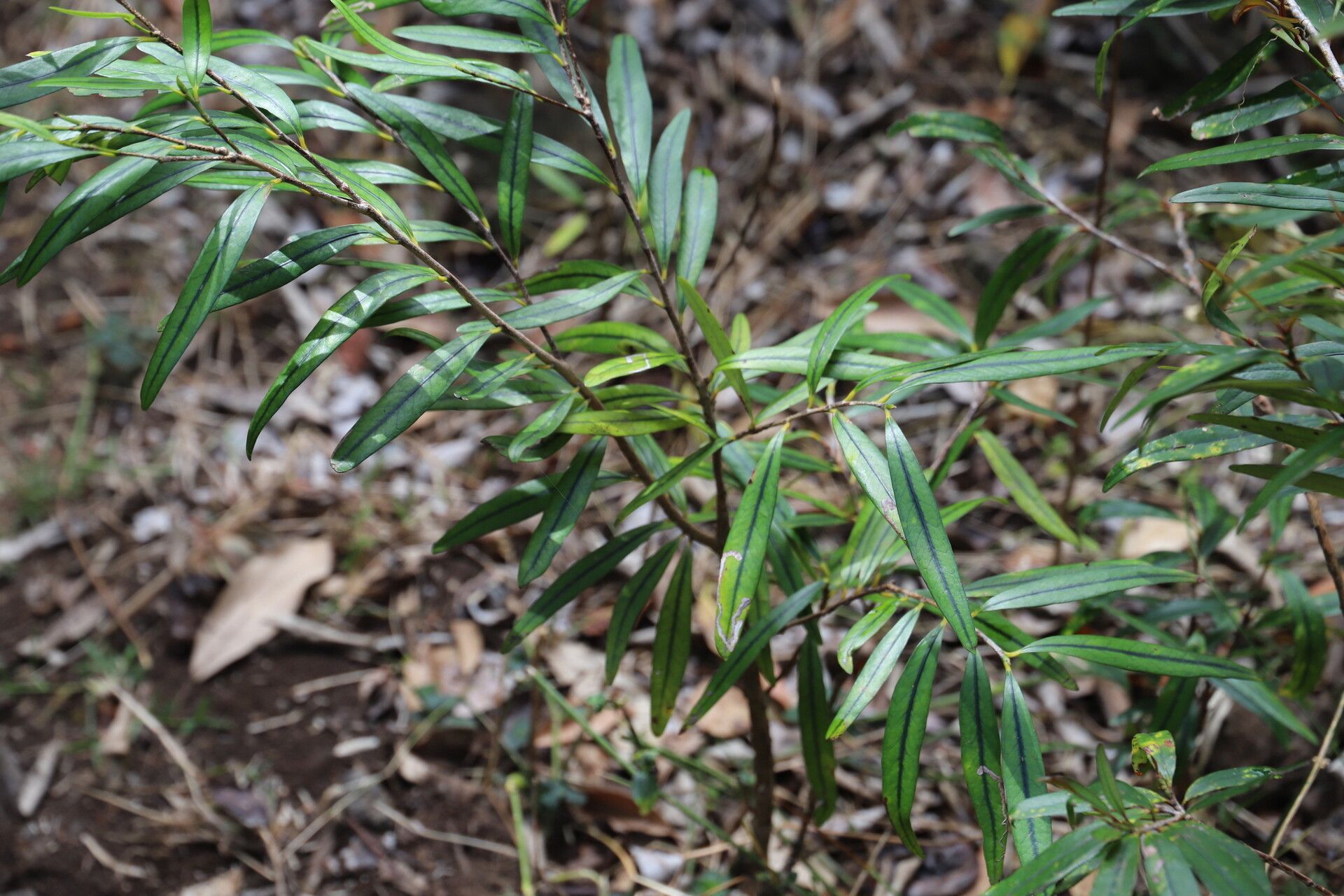 Erythroxylum sideroxyloides — houseplant care guide