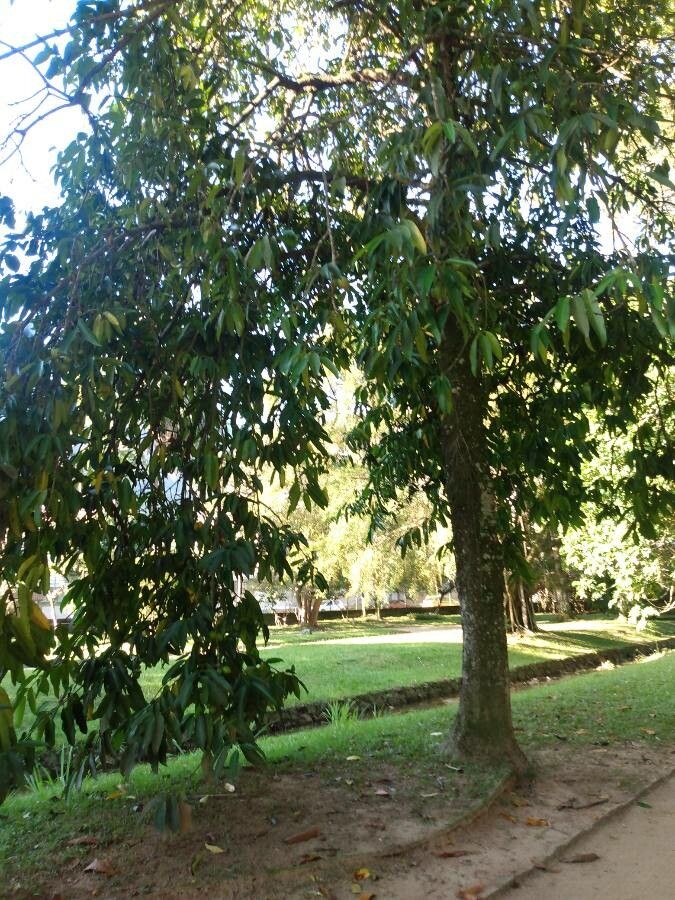 Salacia elliptica habit