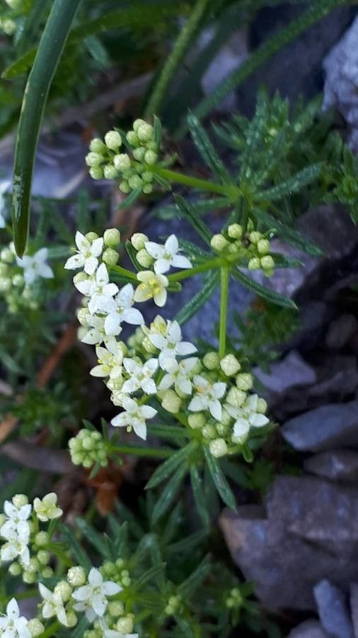Galium montis-arerae flower