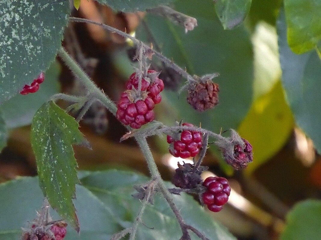 Rubus questieri fruit