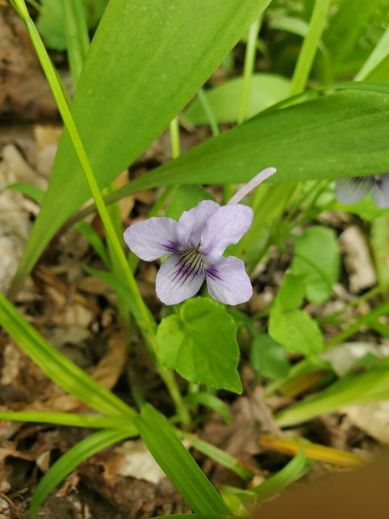 Viola rostrata flower