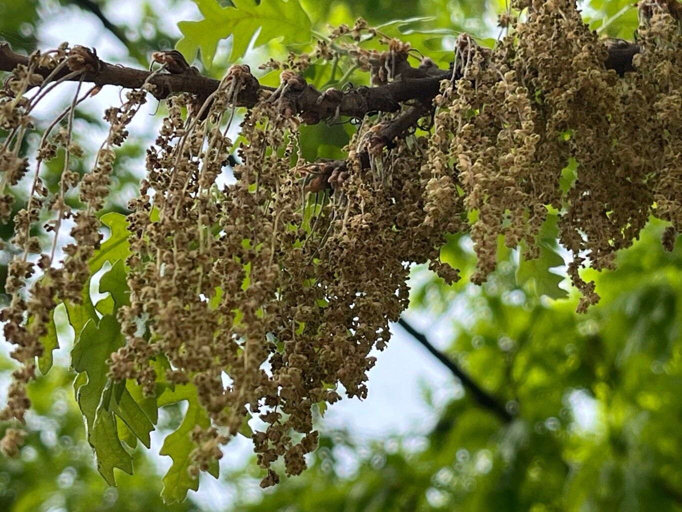 Quercus conferta flower