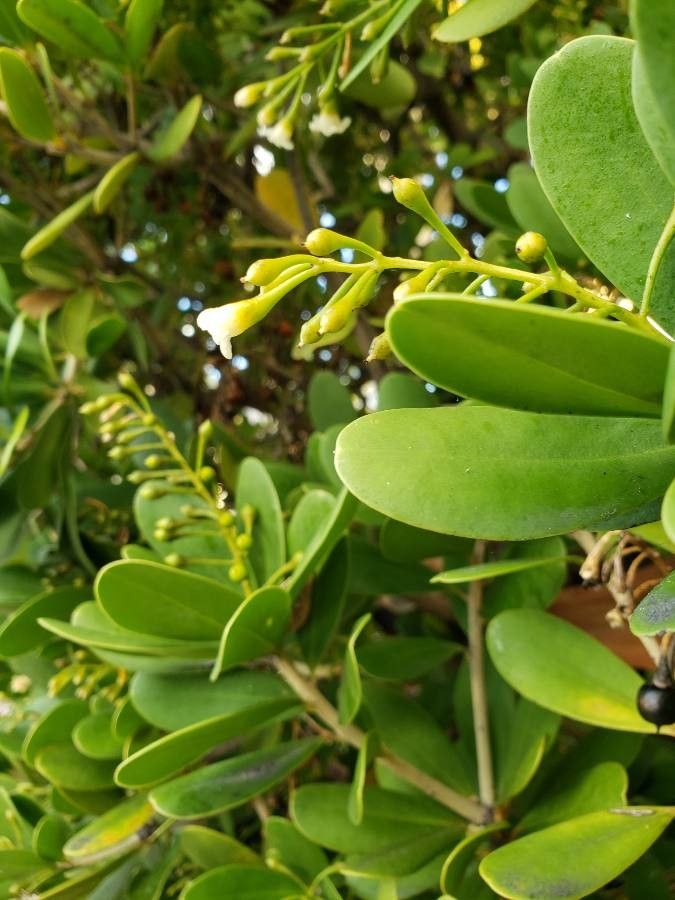 Jacquinia armillaris leaf
