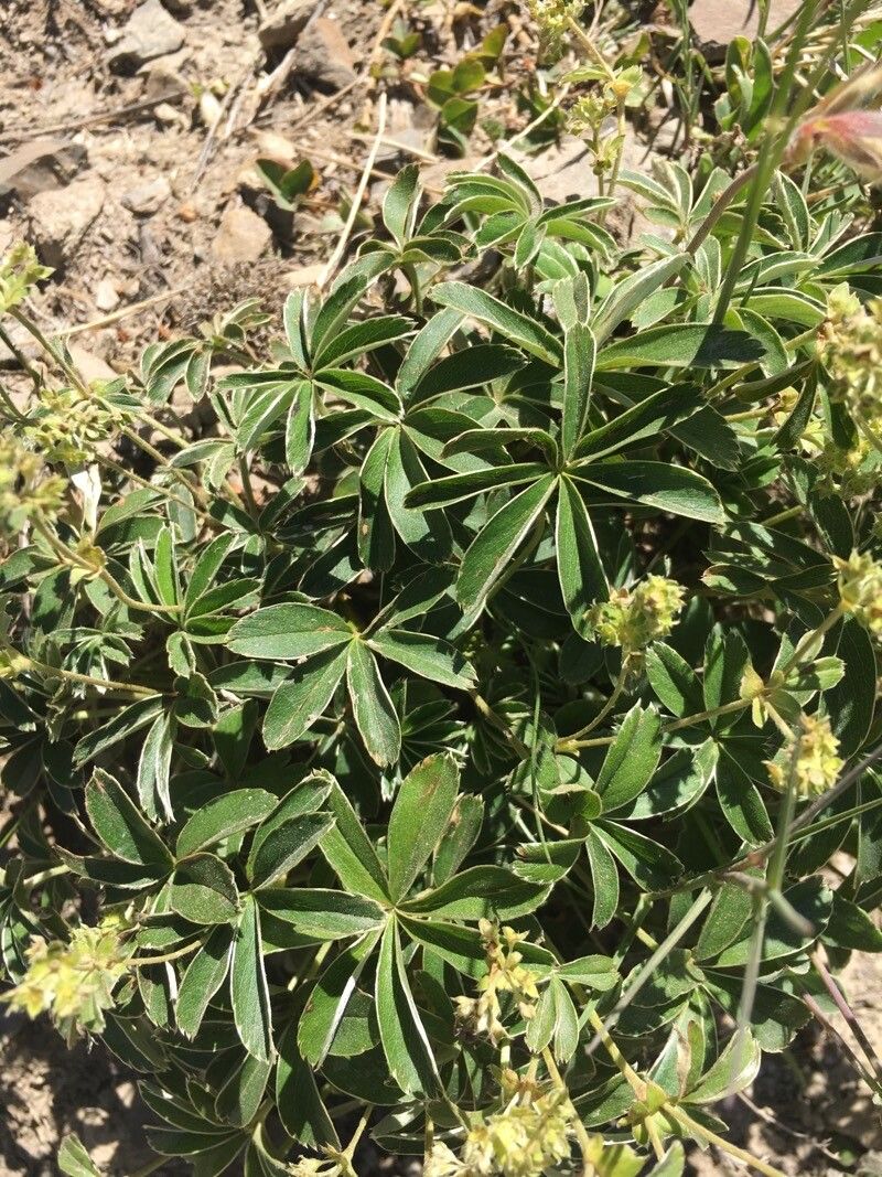 Alchemilla transiens — houseplant care guide