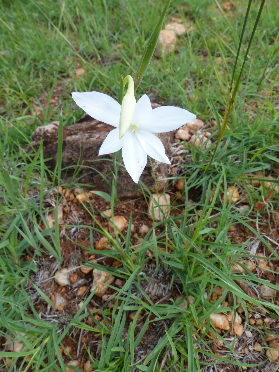 Gladiolus candidus habit