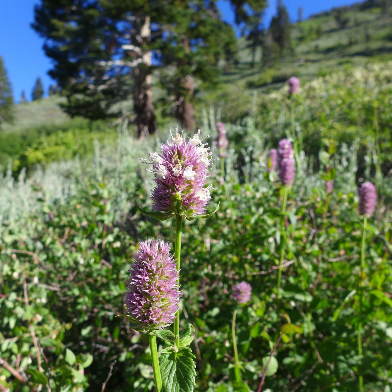 Agastache urticifolia habit