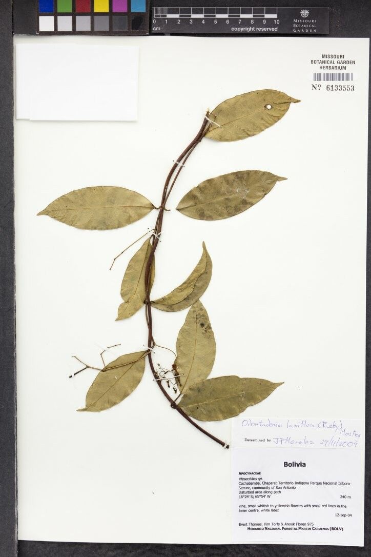 Odontadenia laxiflora other