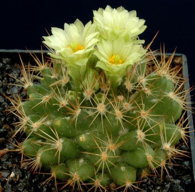 Escobaria cubensis — related species from the same genus