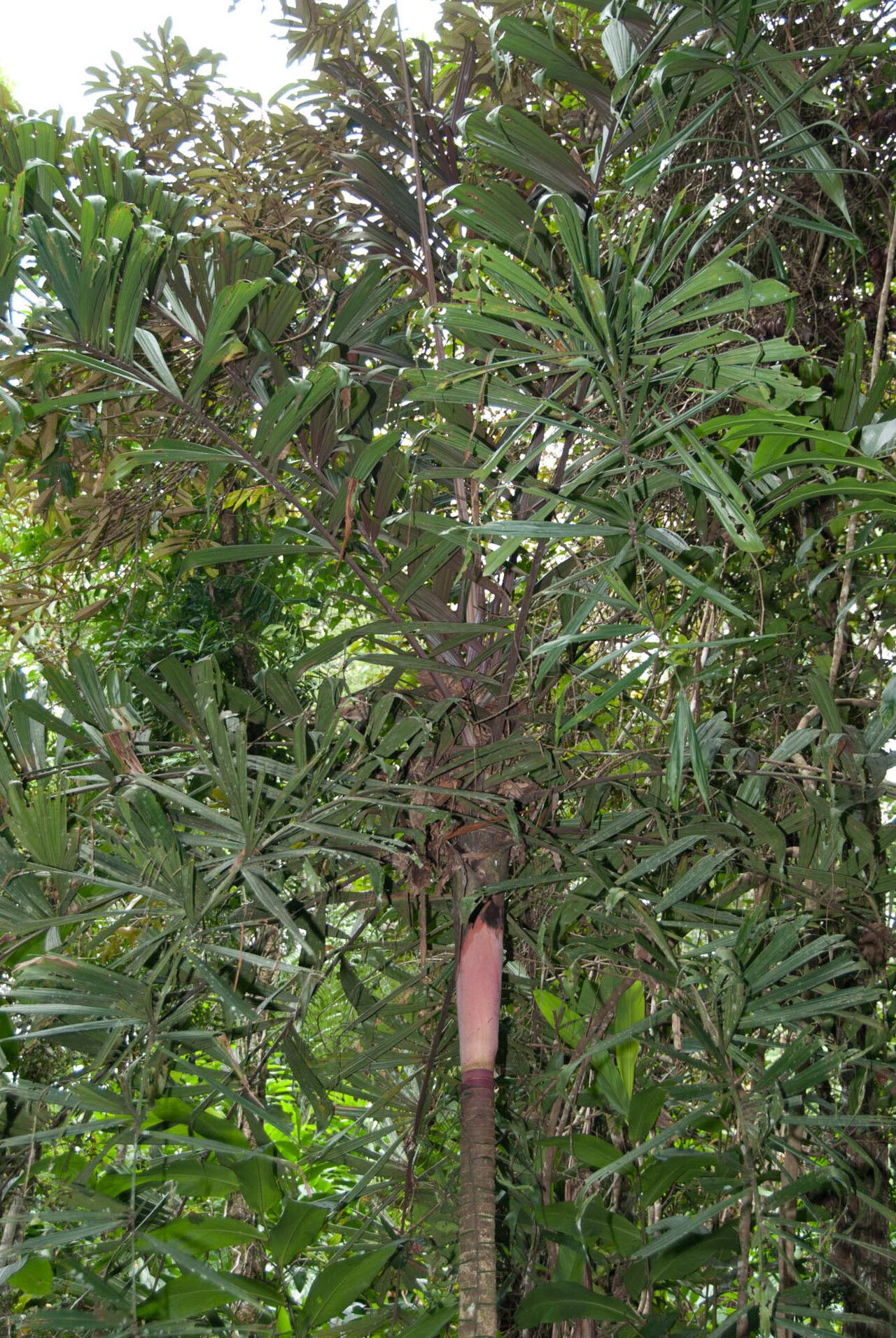 Dypsis rosea — houseplant care guide