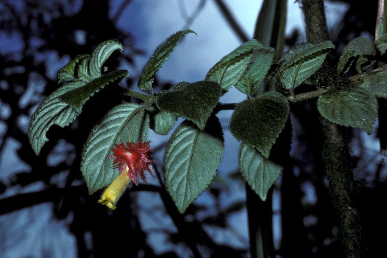 Columnea grisebachiana flower
