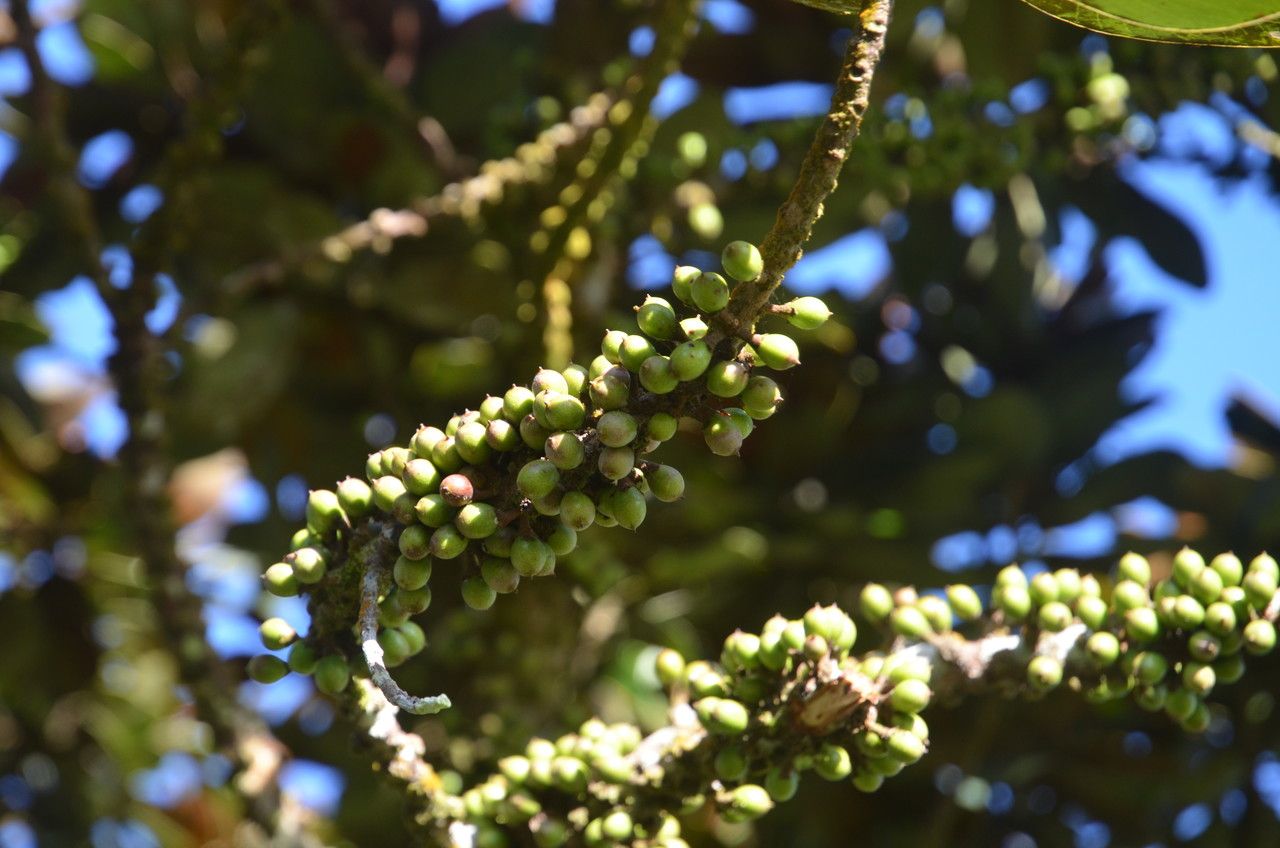 Sideroxylon puberulum fruit