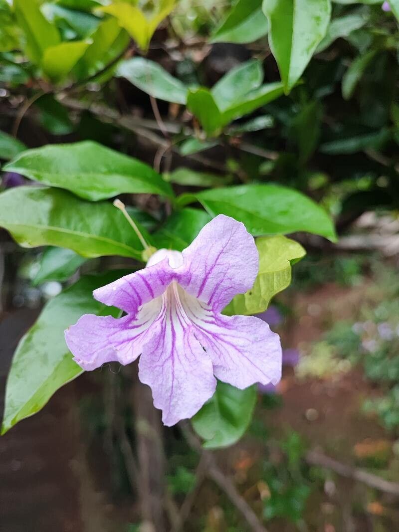 Bignonia binata flower