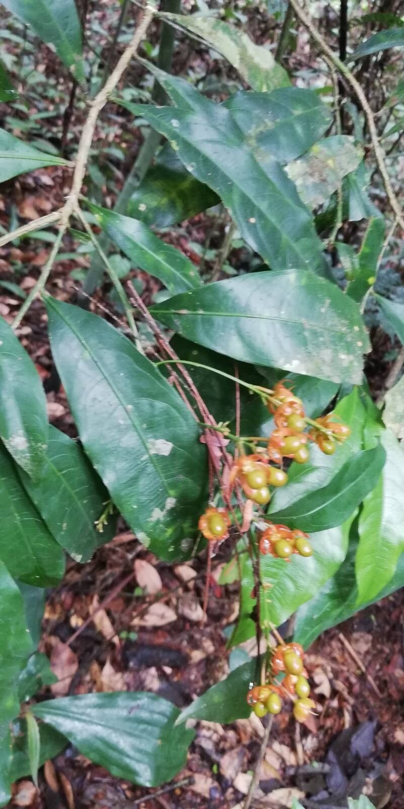 Ochna membranacea fruit