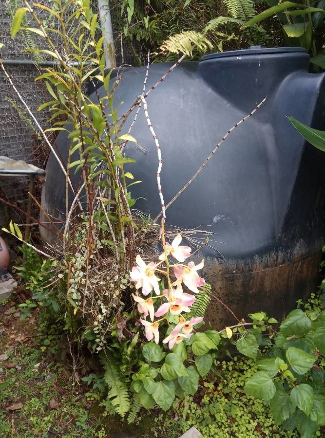 Dendrobium moschatum habit