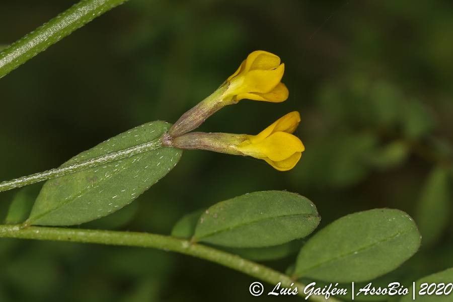 Ornithopus pinnatus flower