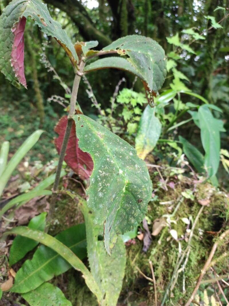 Drymonia parviflora leaf