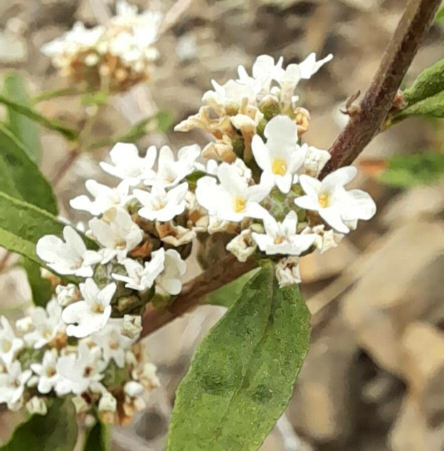 Lippia integrifolia flower