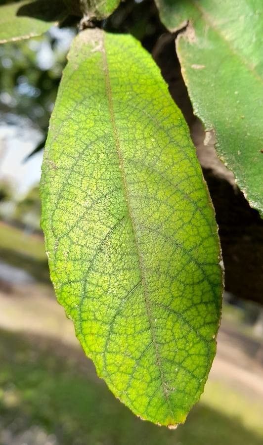 Ficus coronata leaf