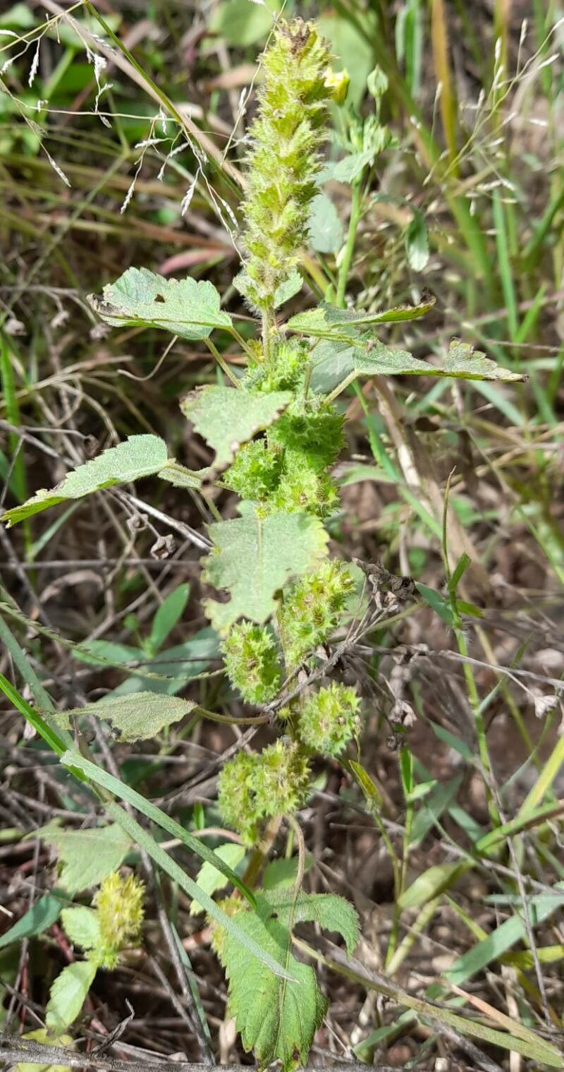 Acalypha poiretii habit