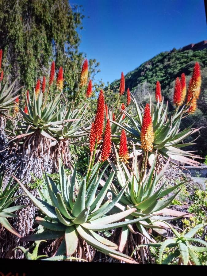 Aloe mutabilis — houseplant care guide