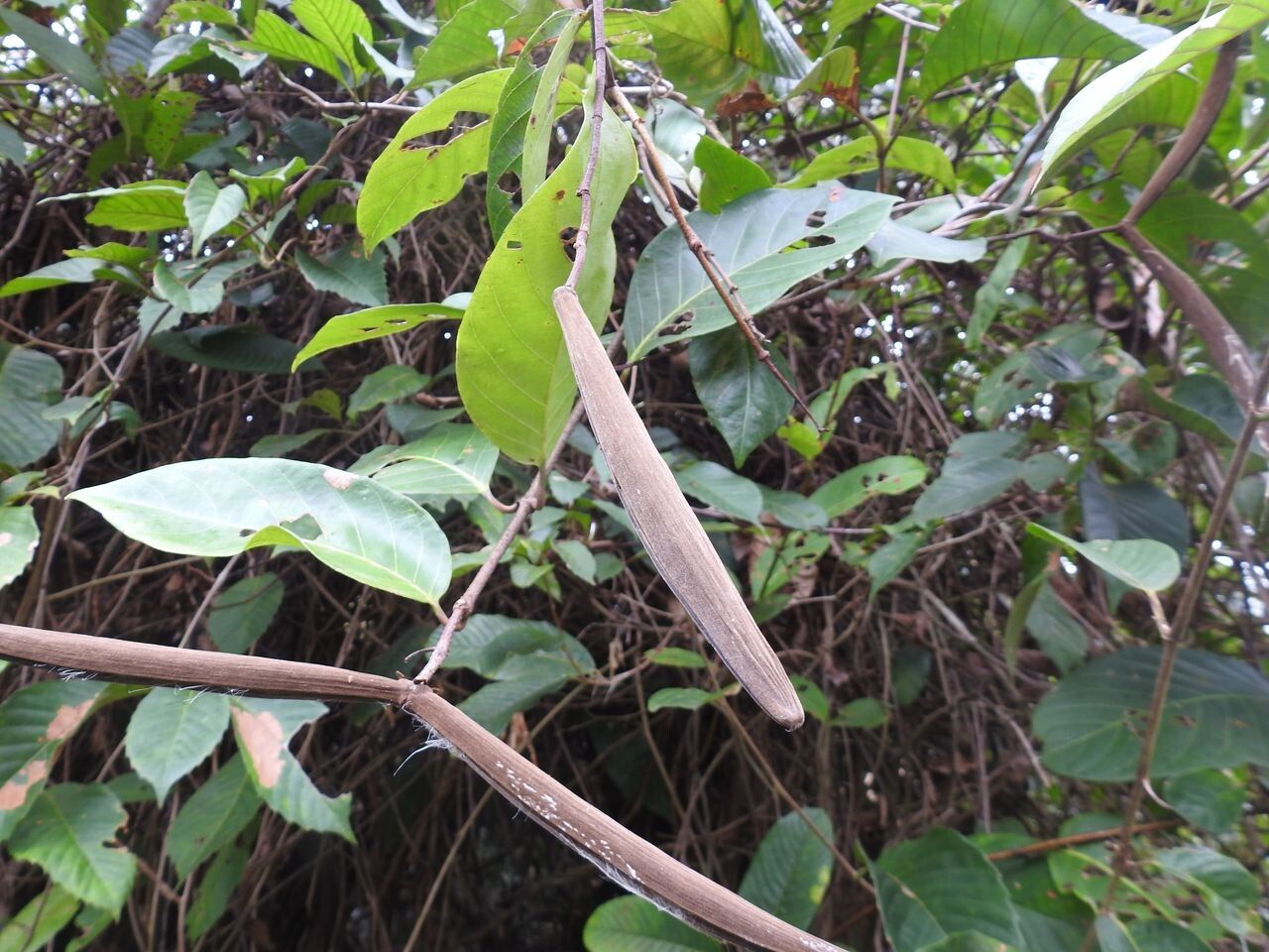 Odontadenia puncticulosa fruit