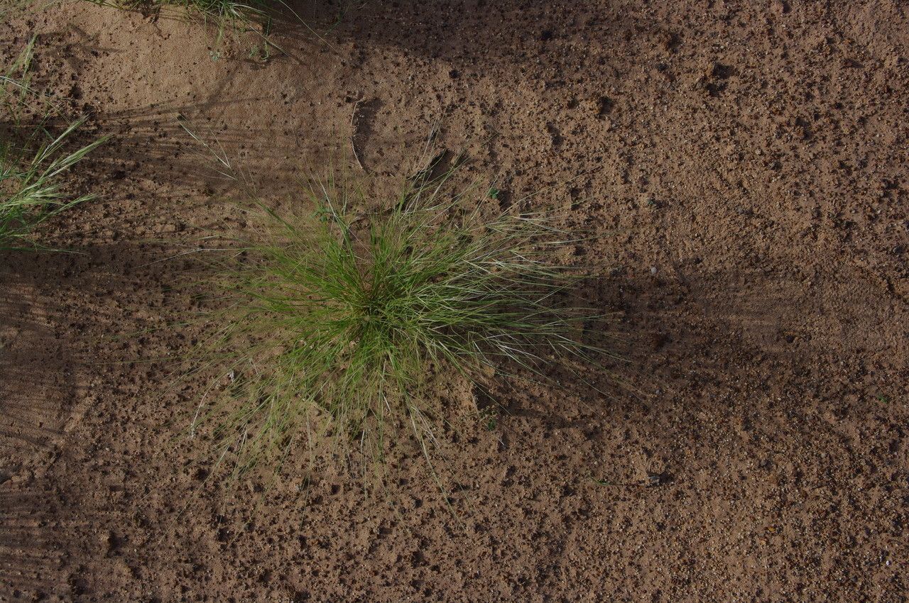 Aristida funiculata leaf