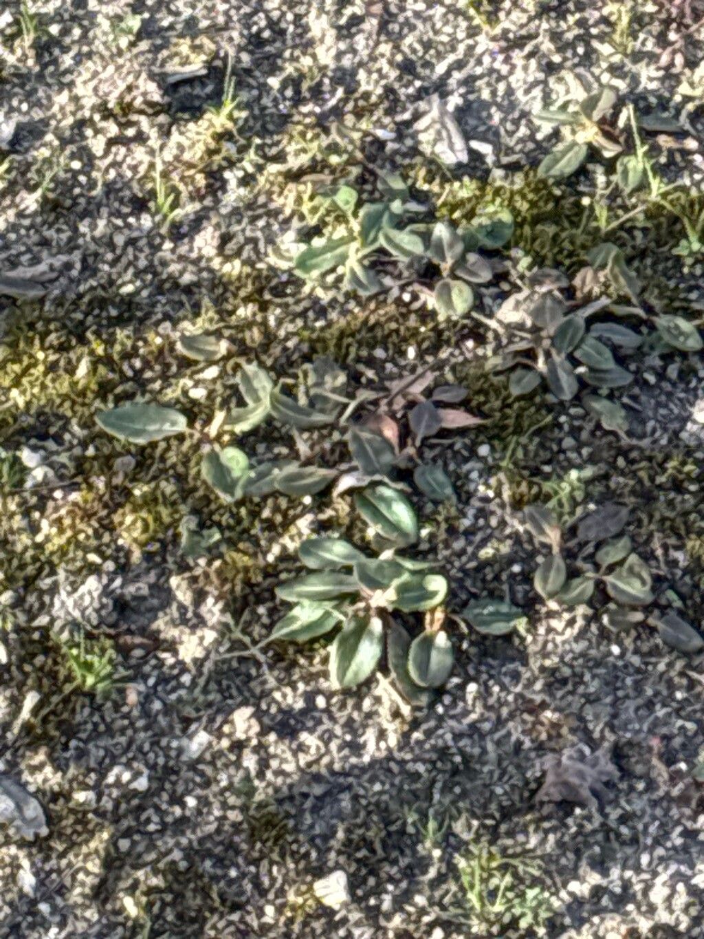 Rumex papillaris — houseplant care guide