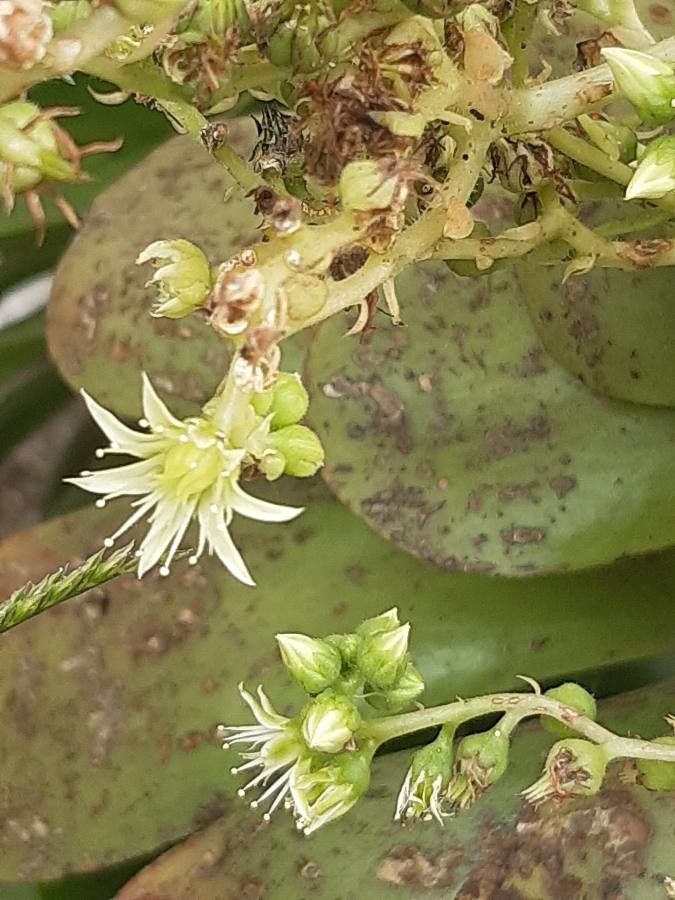 Aeonium canariense flower