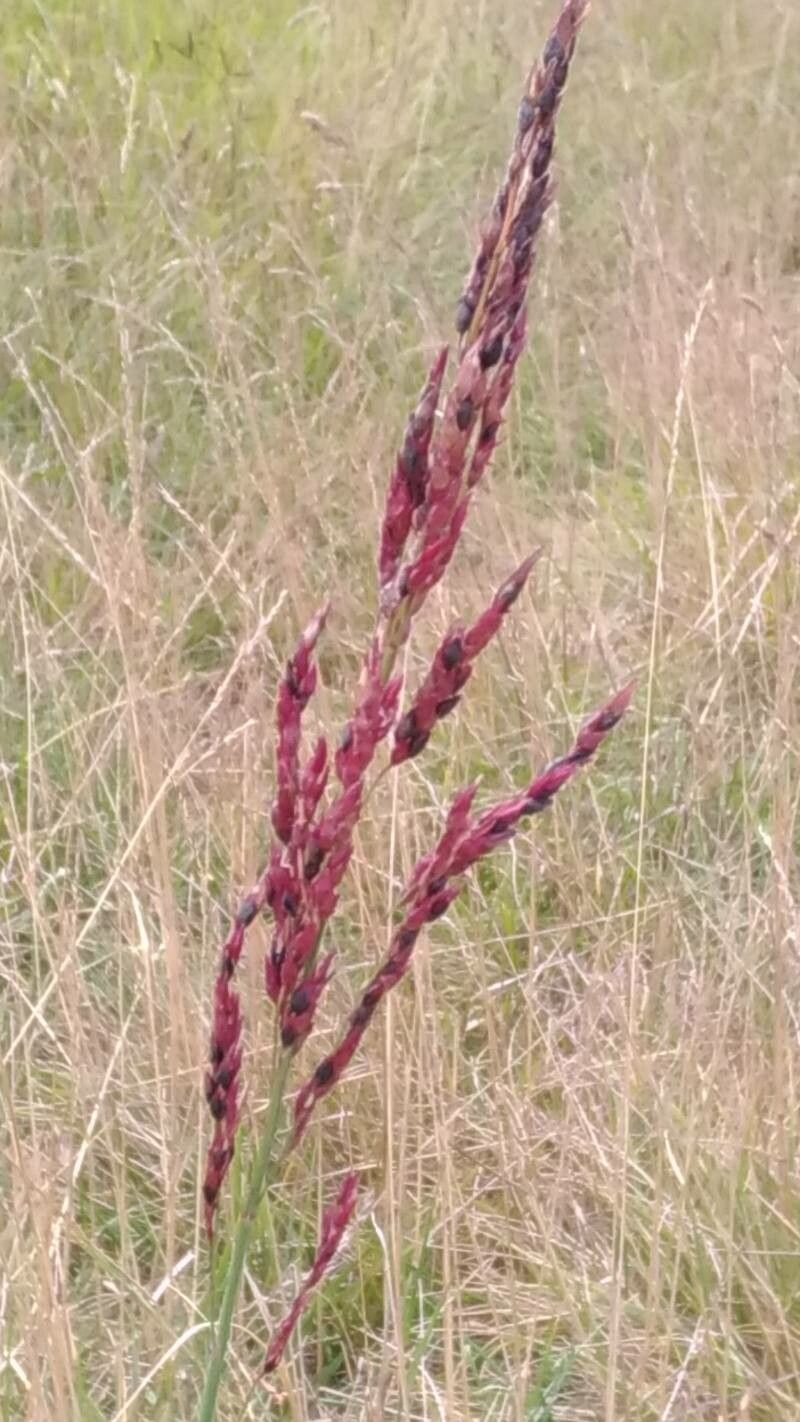 Tridens flavus fruit