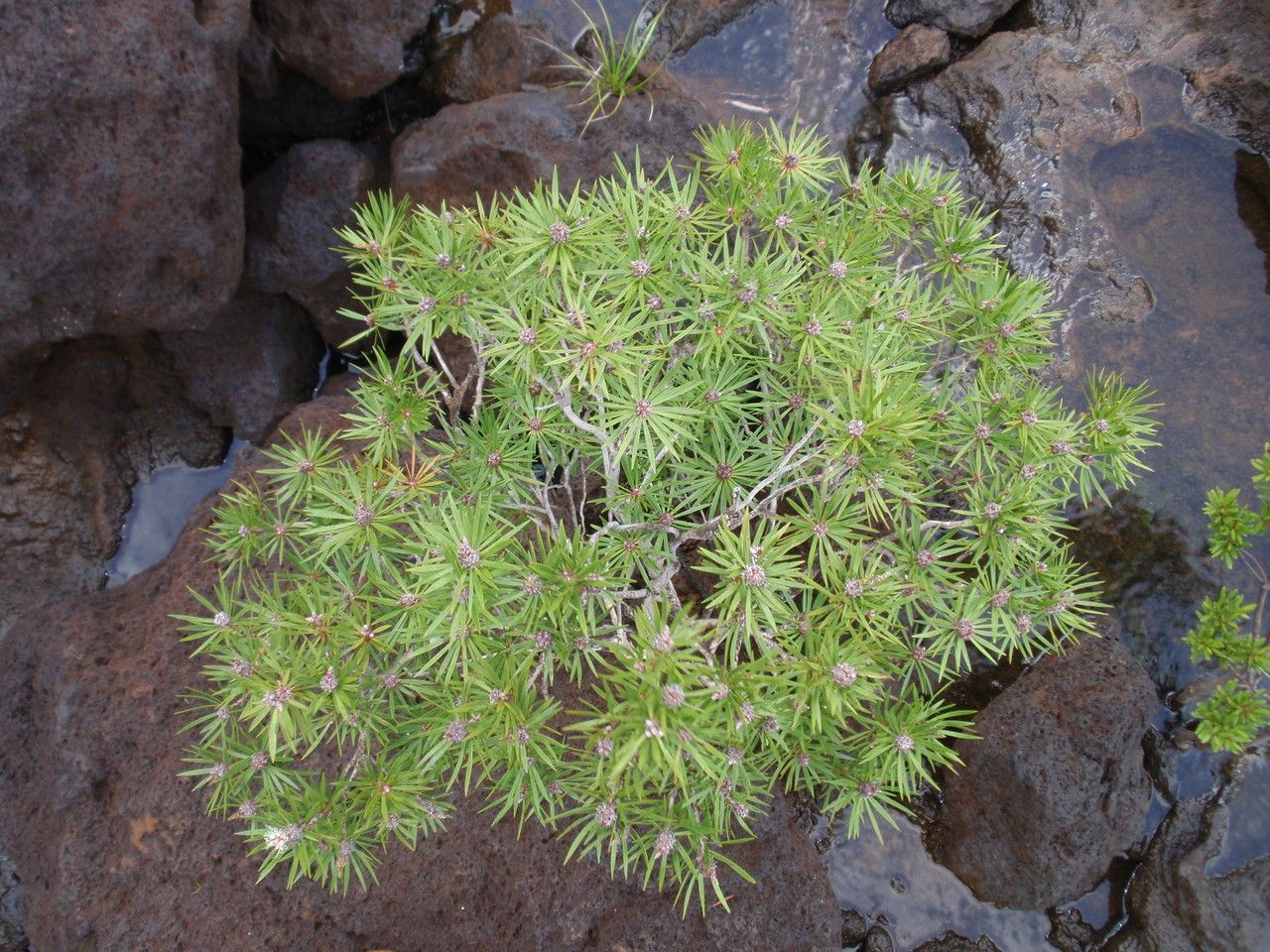 Melaleuca brongniartii habit