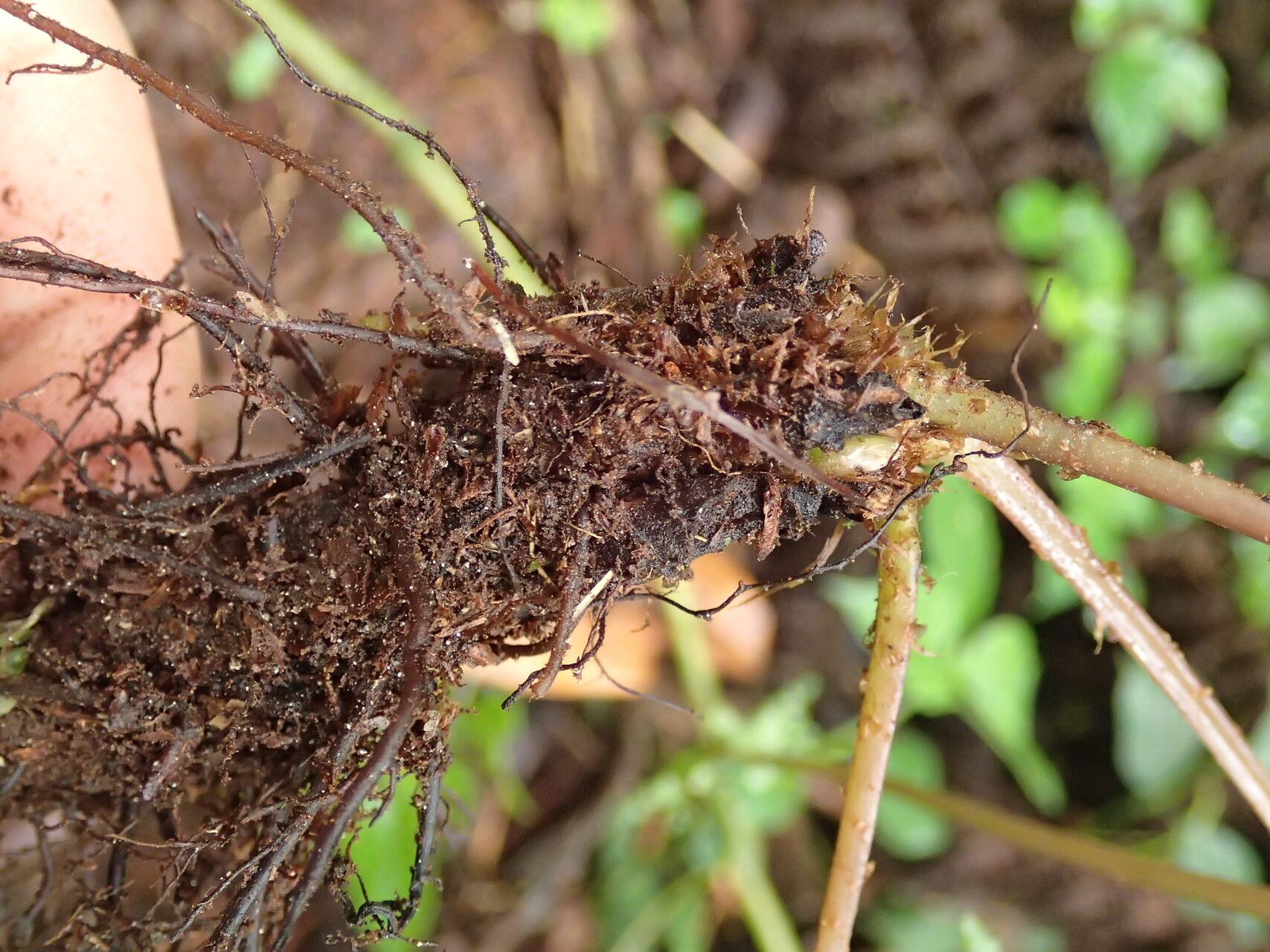Athyrium ammifolium other