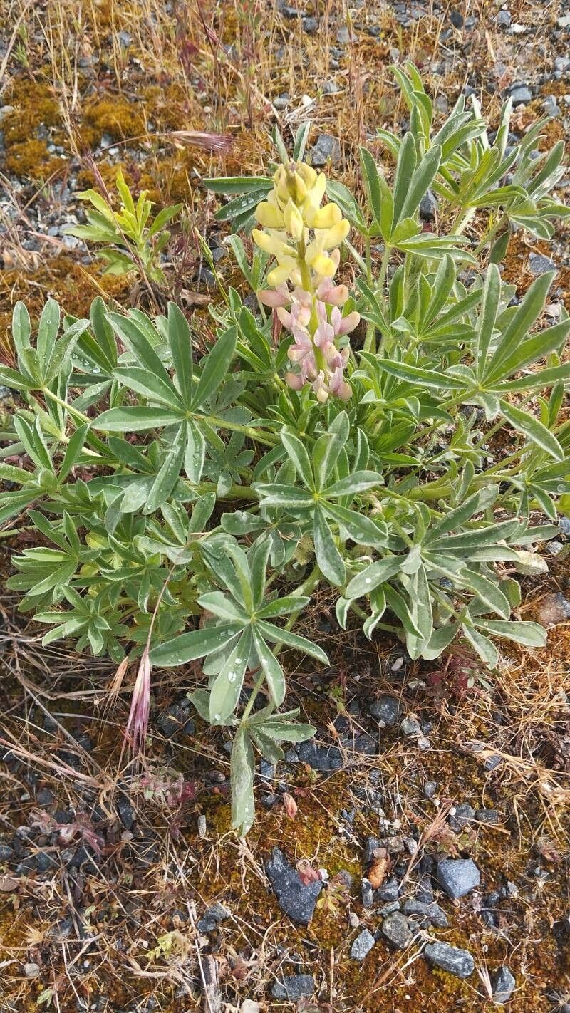Lupinus gredensis — search result for 'Lupinus'