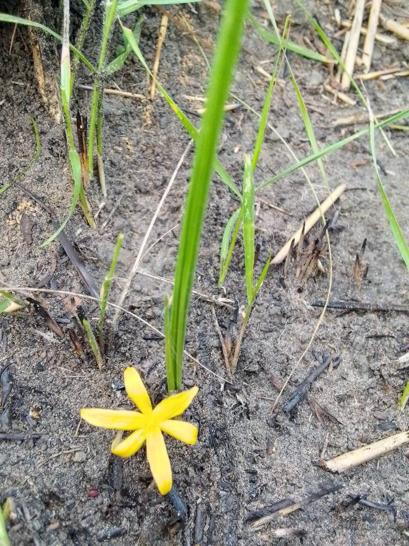 Curculigo pilosa — related species from the same genus