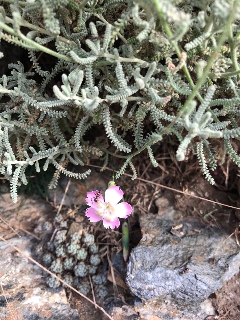 Dianthus genargenteus — houseplant care guide