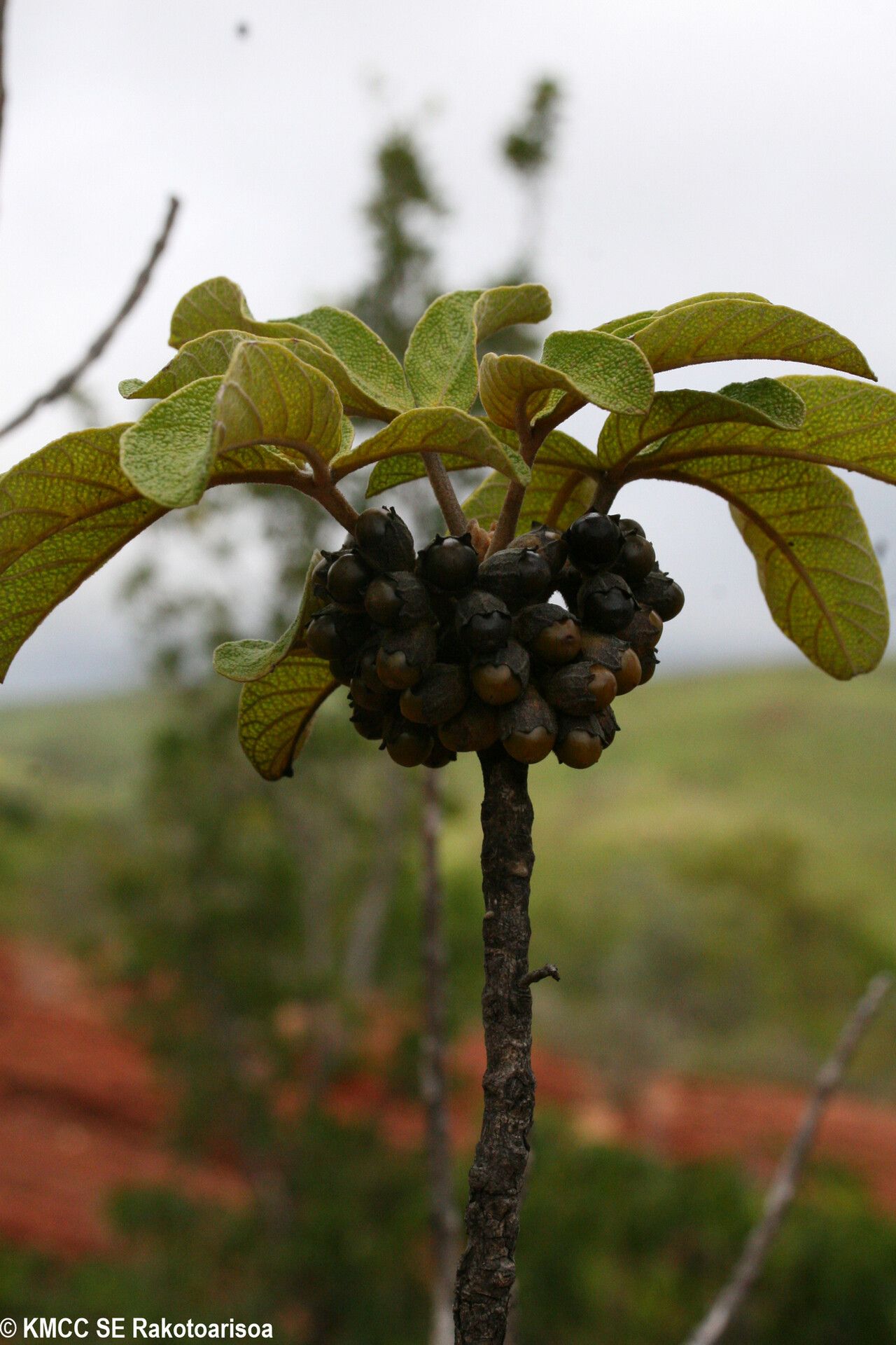 Vitex pachyclada — houseplant care guide