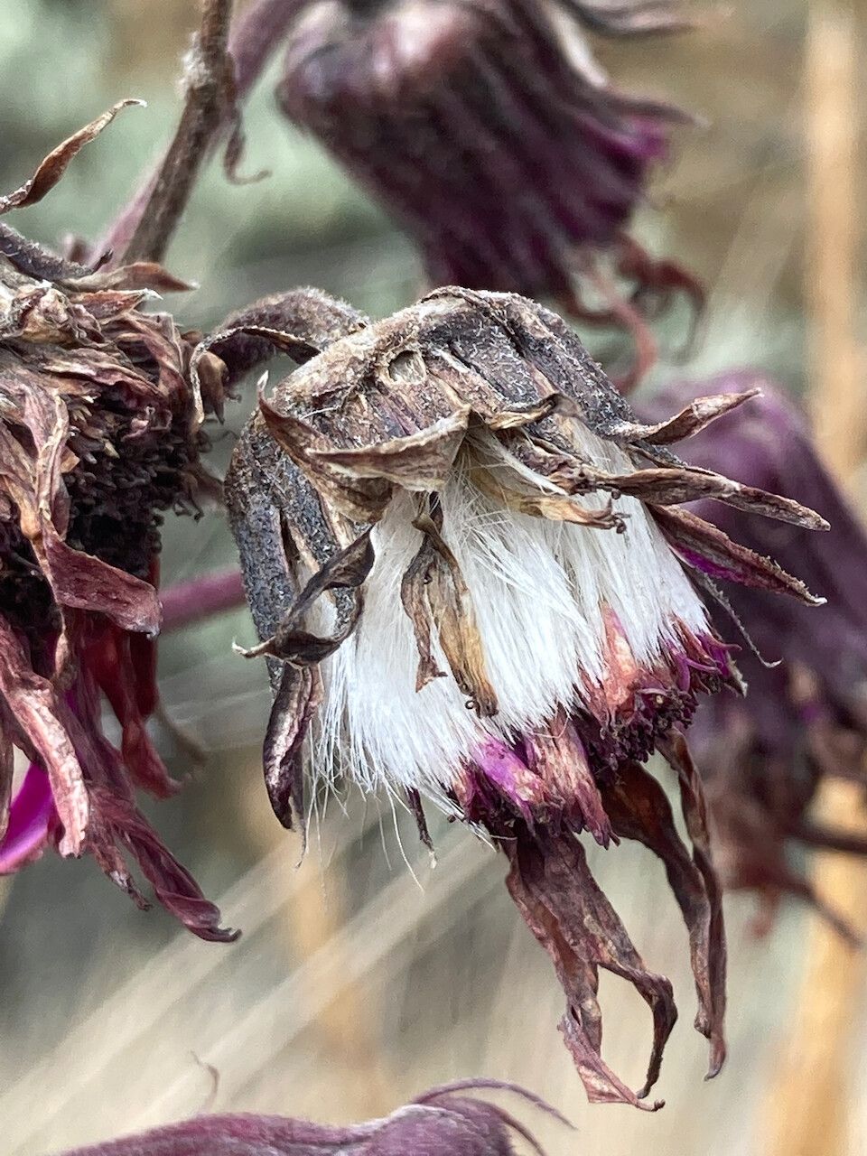 Senecio formosus fruit