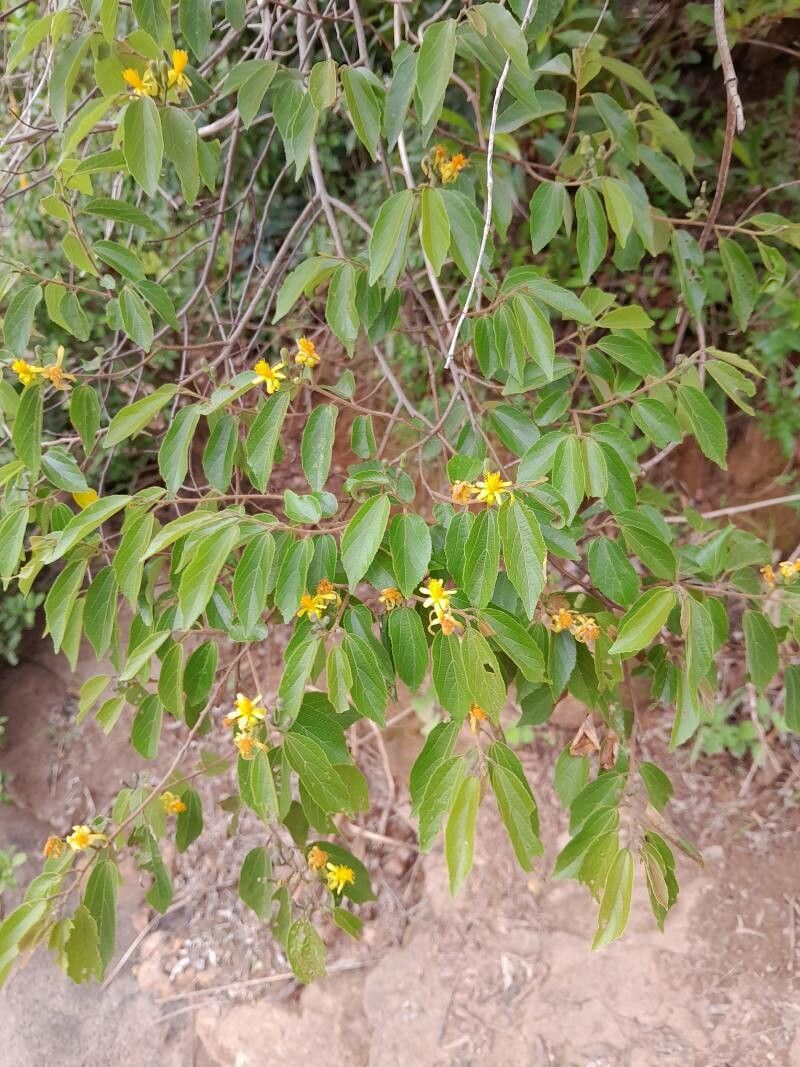 Grewia rhomboides other