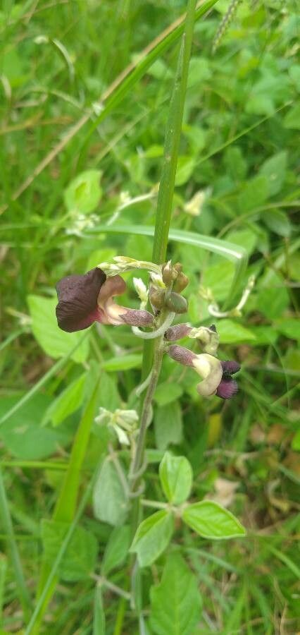 Macroptilium atropurpureum flower