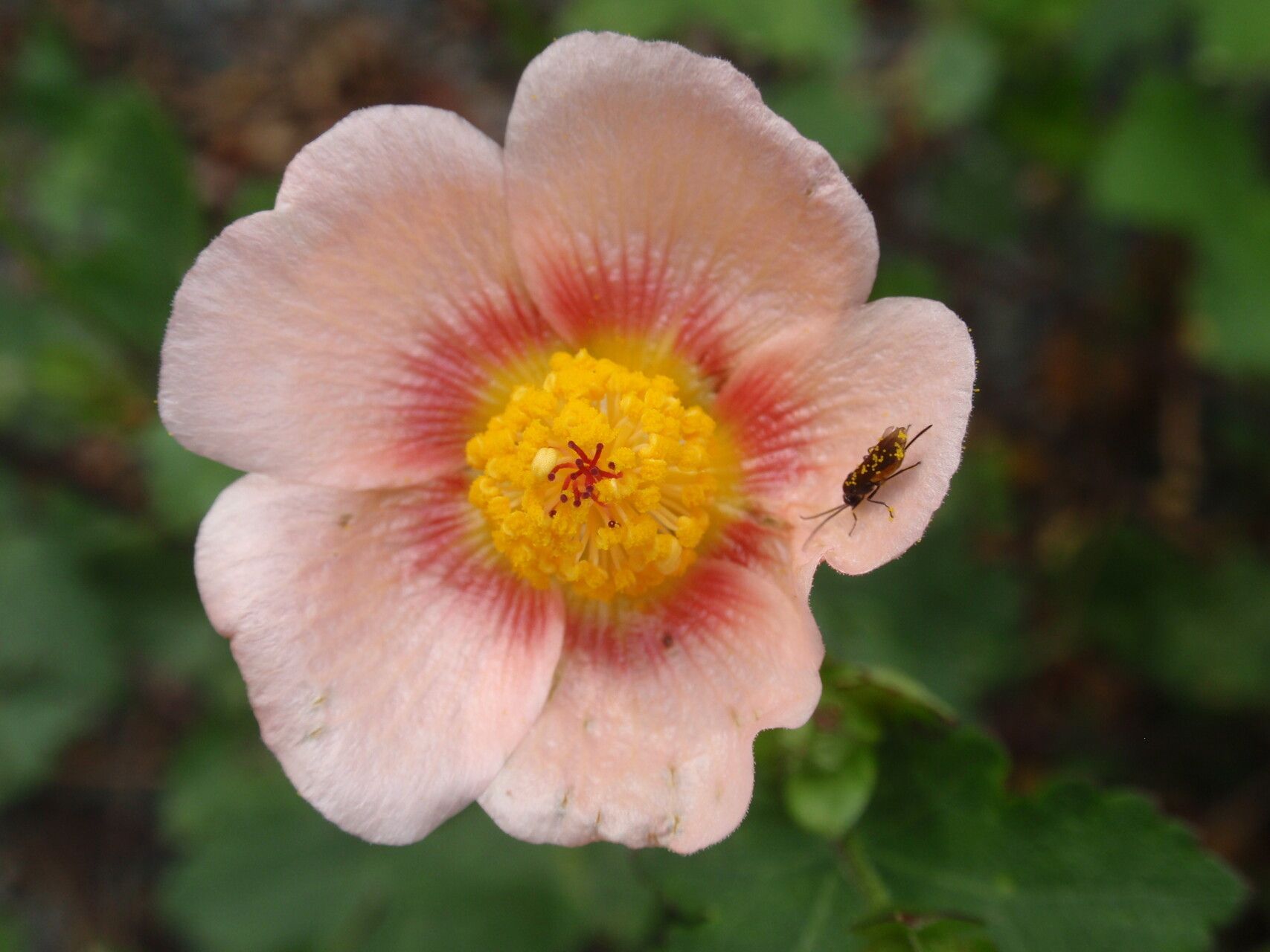 Modiolastrum lateritium — related species from the same genus