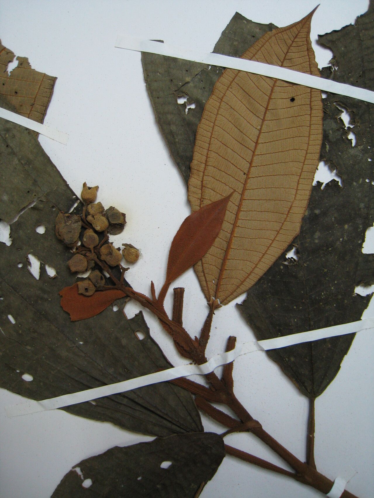 Miconia traillii — houseplant care guide