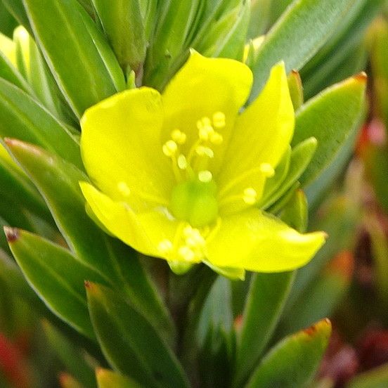 Hypericum lancioides flower