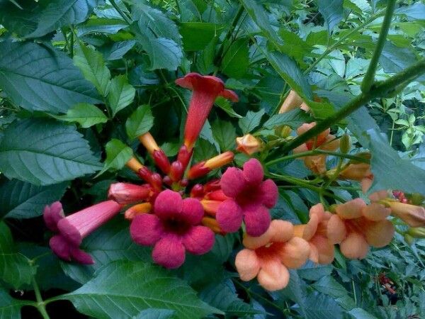 Campsis x tagliabuana flower