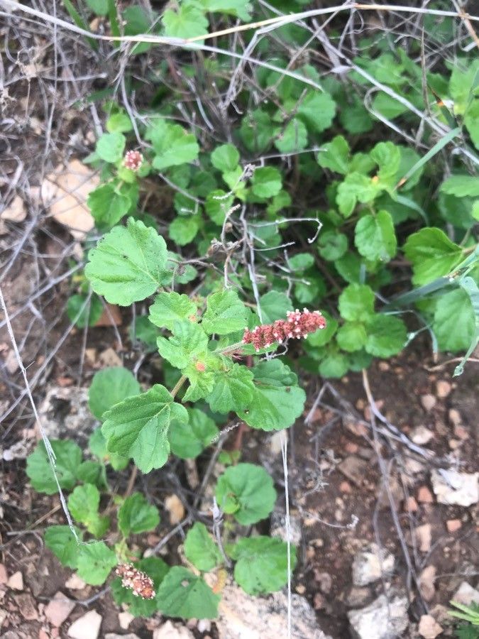 Acalypha monostachya leaf