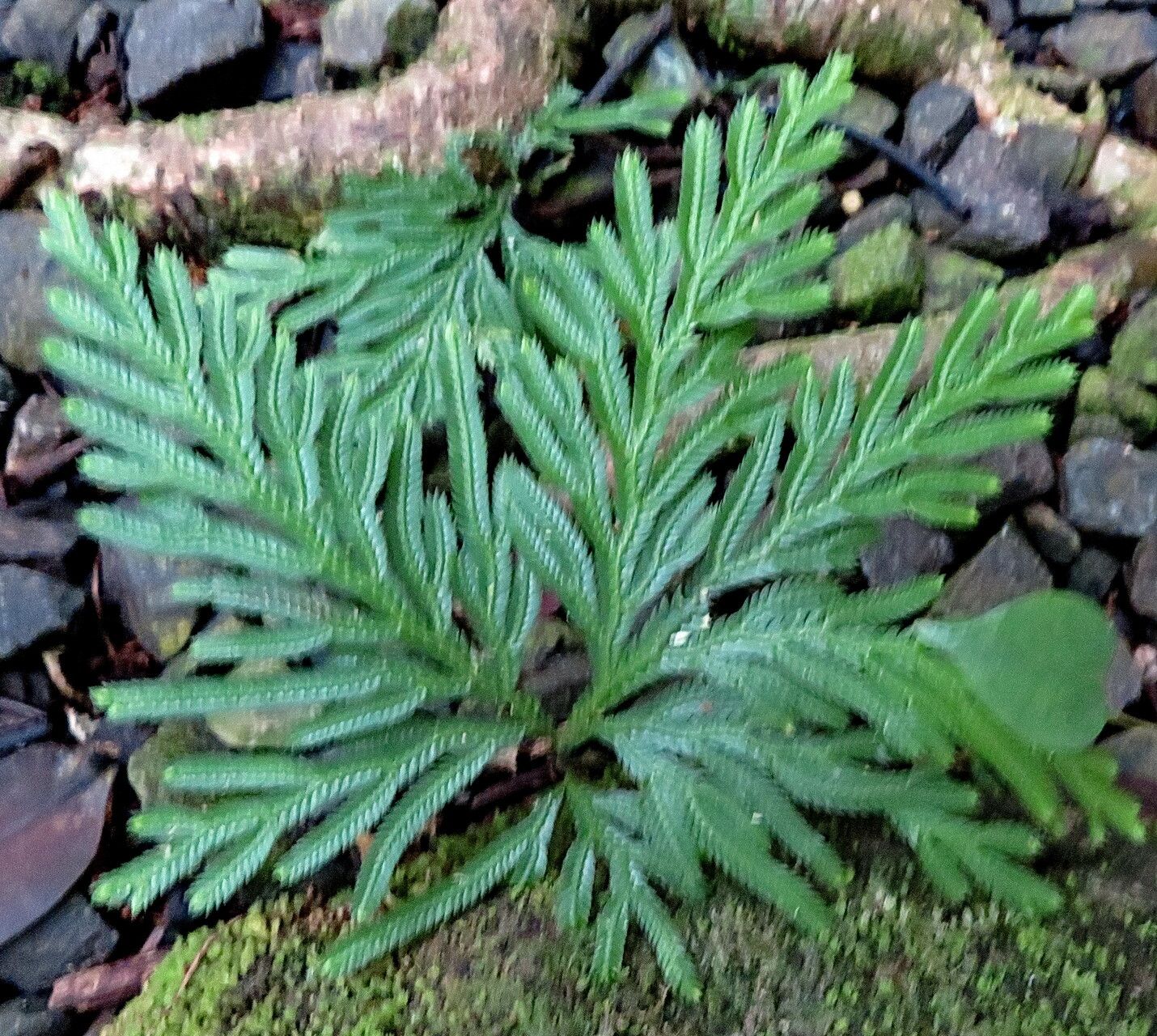 Selaginella flabellata — search result for 'Selaginella'