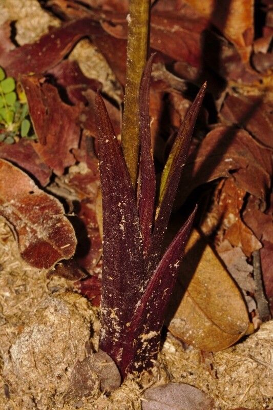 Eulophia subsaprophytica bark