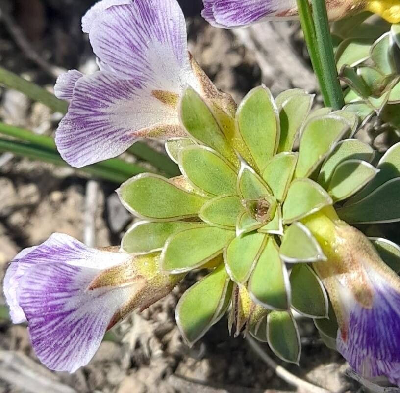 Viola cotyledon leaf