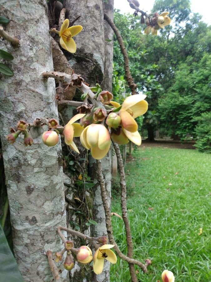 Grias peruviana flower
